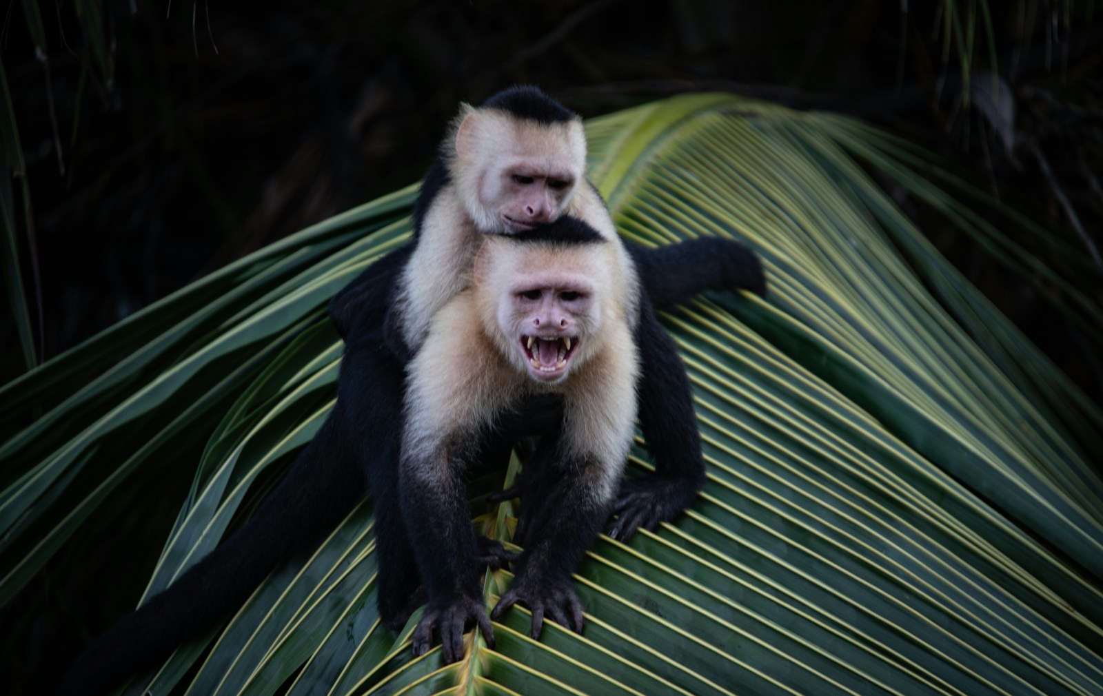 The Role of Wildlife Reserves in Preventing Animal Diseases