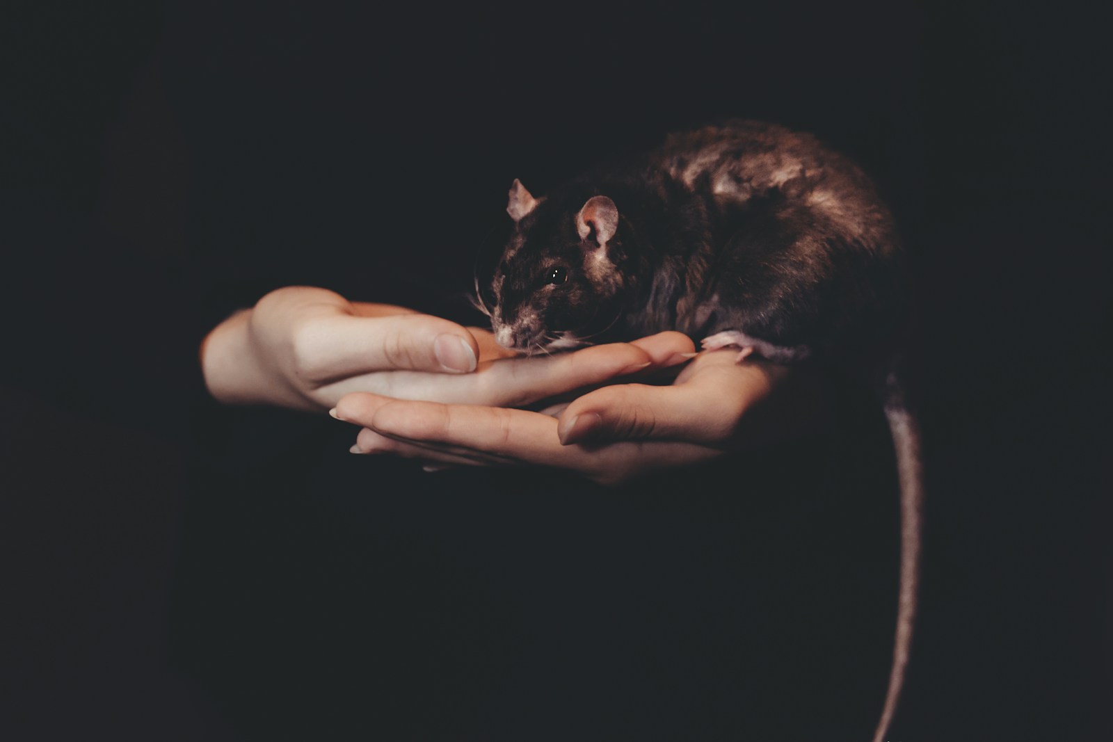 The Challenge of Balancing Human Interests with Animal Welfare