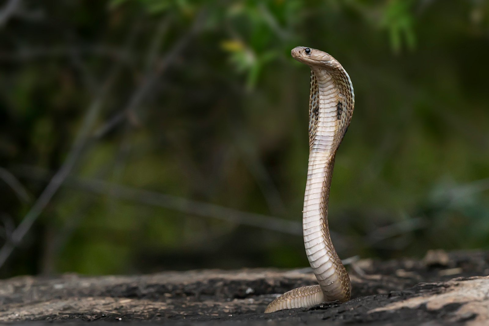10 Most Venomous Animals on the Planet (And What Their Venom Does to You)