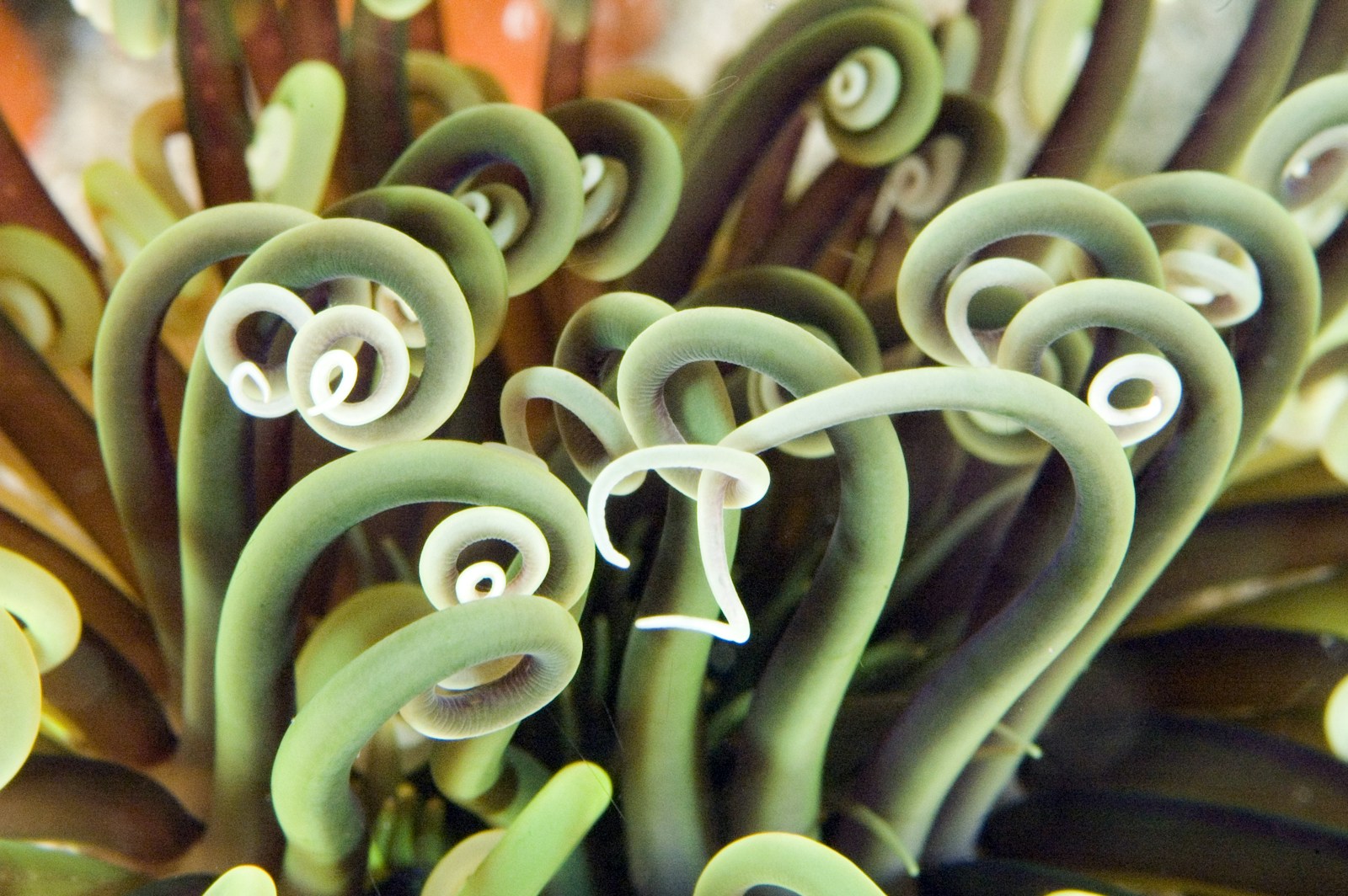 The Microbiome of Marine Animals: A Hidden Key to Ocean Health