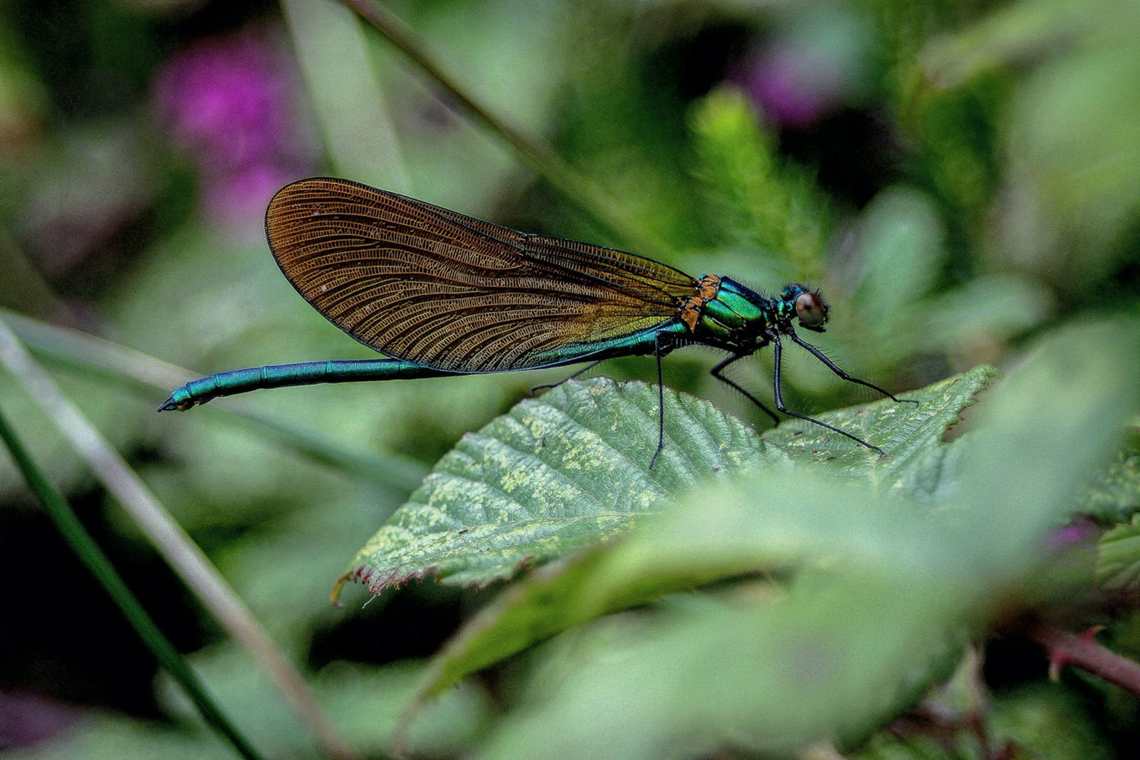 Dragonfly sitting on a leaf.