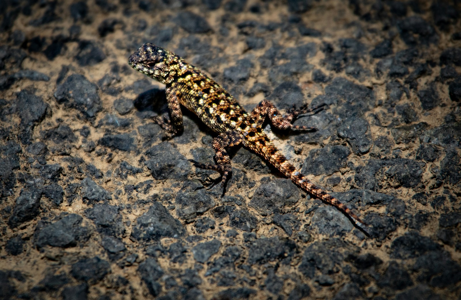 The Role of Camouflage in Animal Evolution