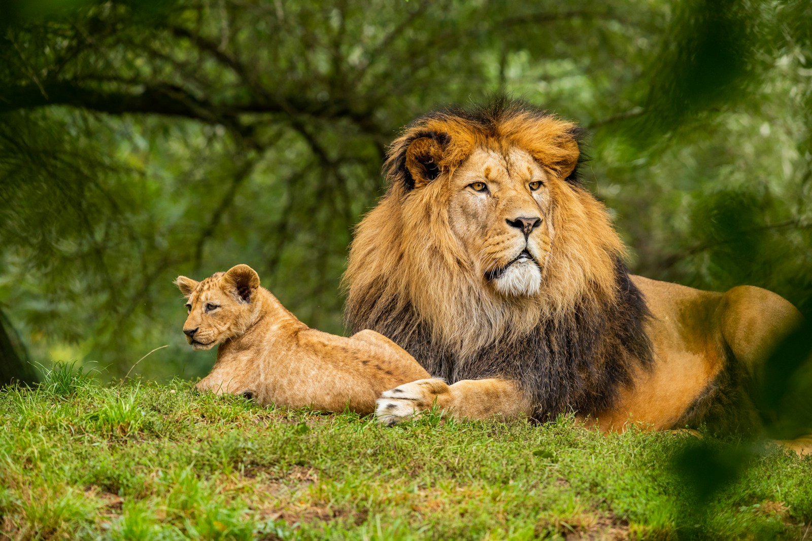 The Role of Lions in African Ecosystems as Top Predators and Their Conservation