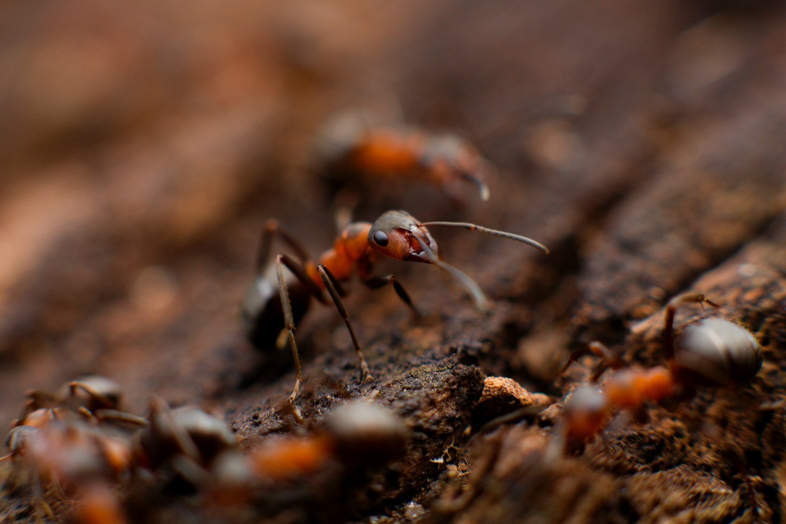 How Insects Have Evolved to Become the Most Successful Creatures on Earth