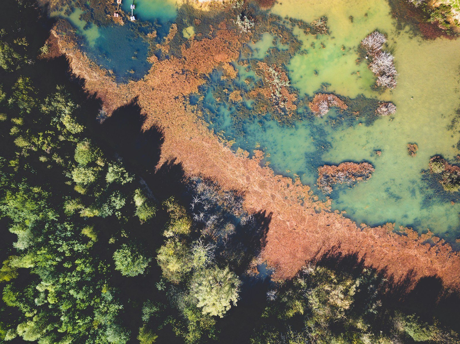 The Importance of Biodiversity for Ecosystem Health and Animal Survival