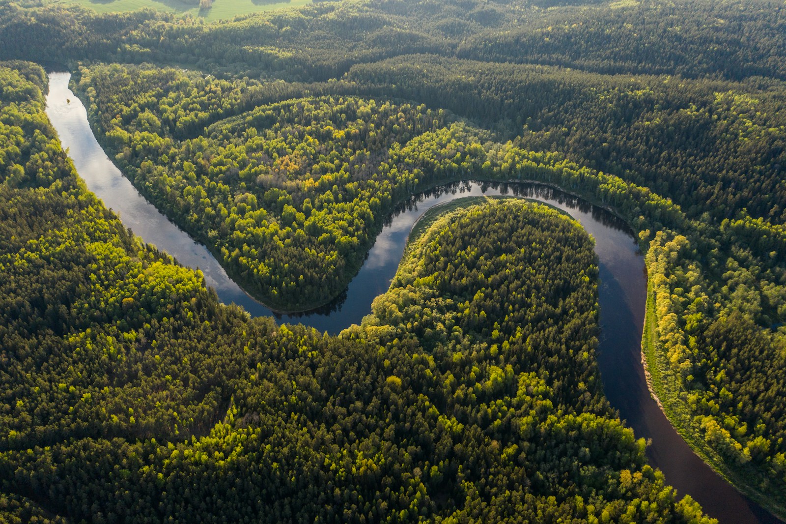 The Amazon Rainforest: A Biodiversity Hotspot in Danger