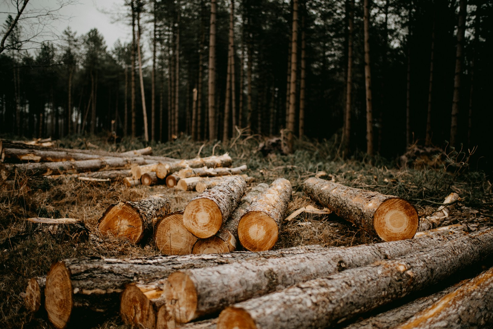 How Deforestation Can Lead to the Spread of Infectious Diseases