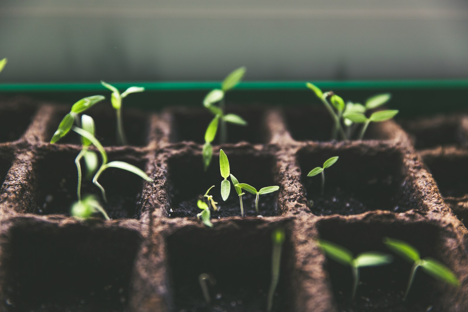 The Power of Seed Banks Protecting Endangered Plants for the Future