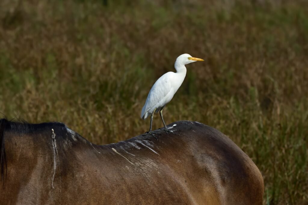 white long beak bird on brown textile
