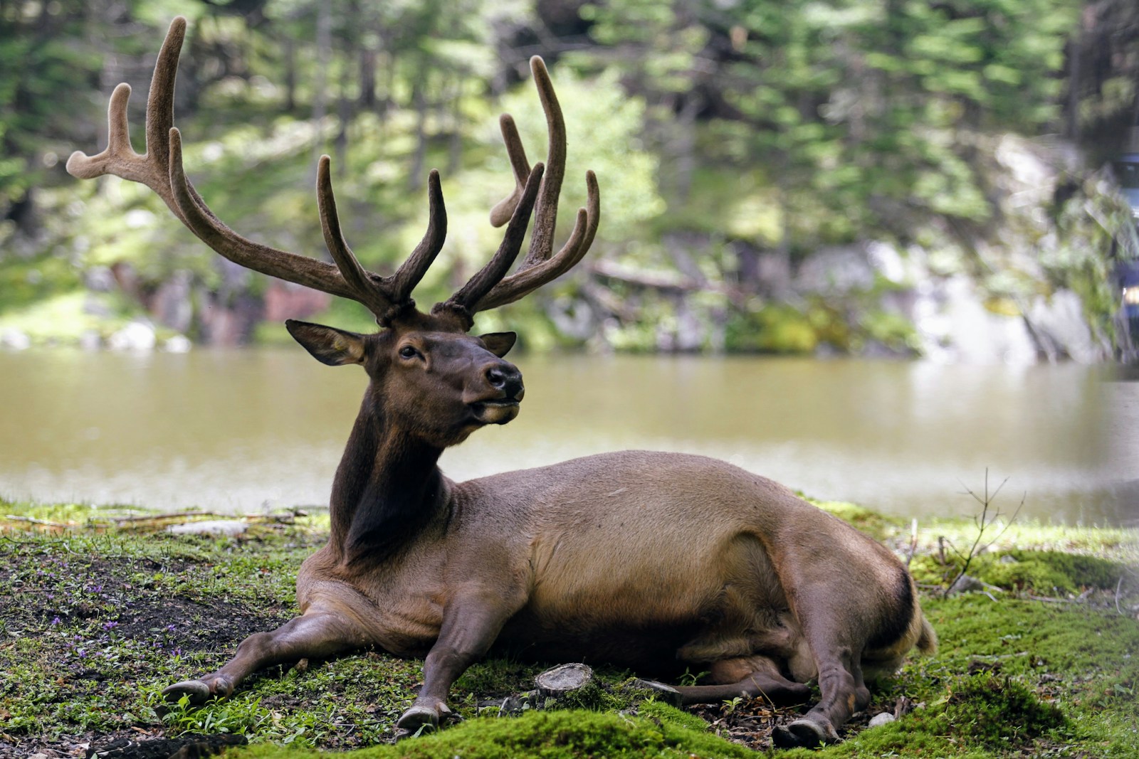 The Impact of Automation in Reducing Human-Wildlife Conflicts