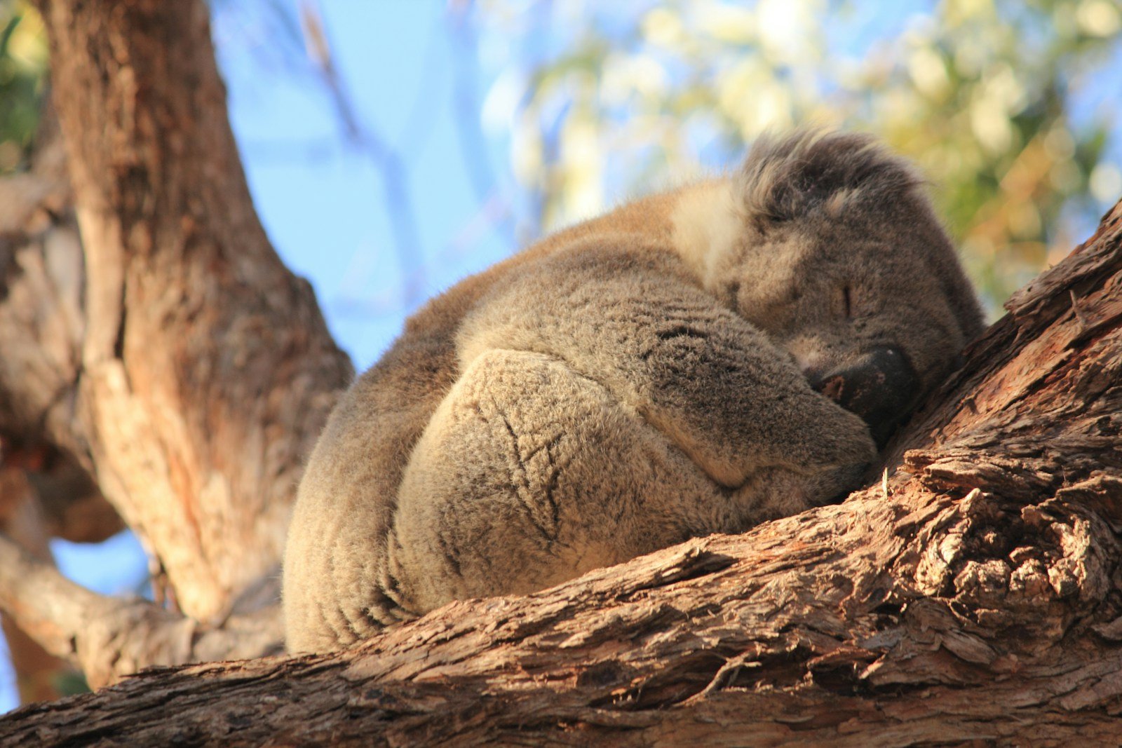 Animal Sleep Patterns: Why Some Animals Never Seem to Sleep