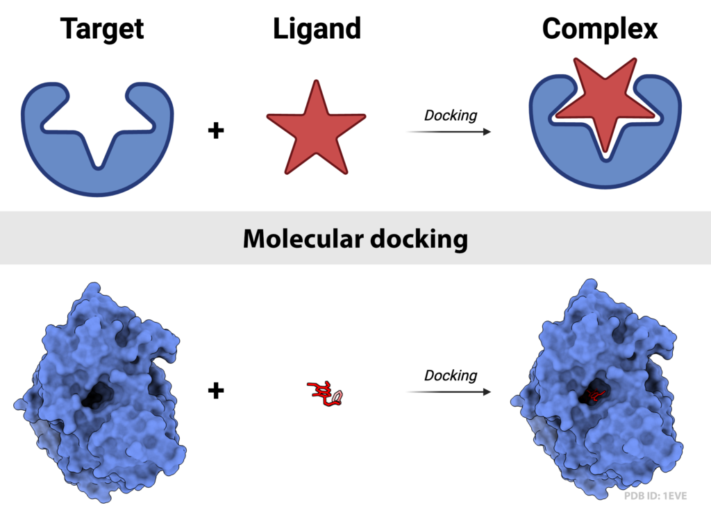 An illustration detailing molecular docking.