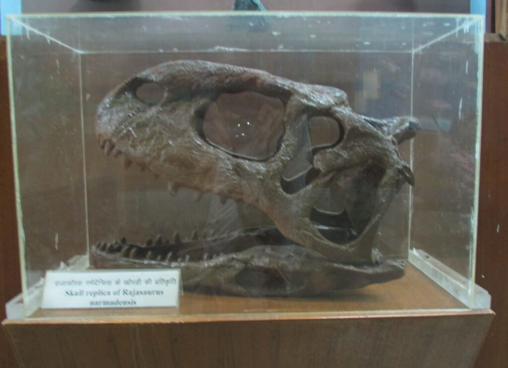 Exhibit of Rajasaurus Narmadensis at Regional Museum of Natural History,Bhopal,India.