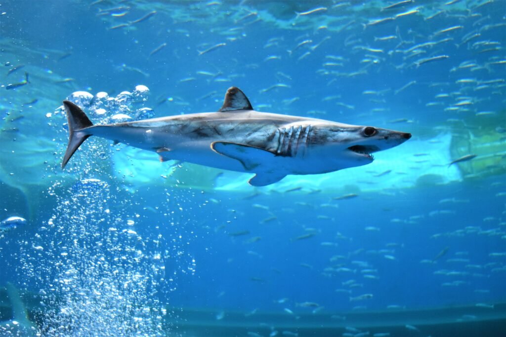 A shortfin mako shark swimming in an aquarium.
