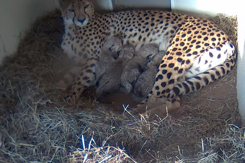 A leopard gave birth to 20 cubs.