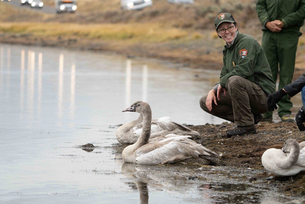 Lauren Walker, Wildlife Biologist with the Yellowstone Bird Program, happily looking on at a swan.