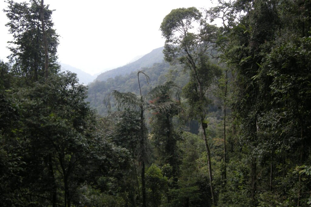Titiwangsa Range Malaysia Rainforest
