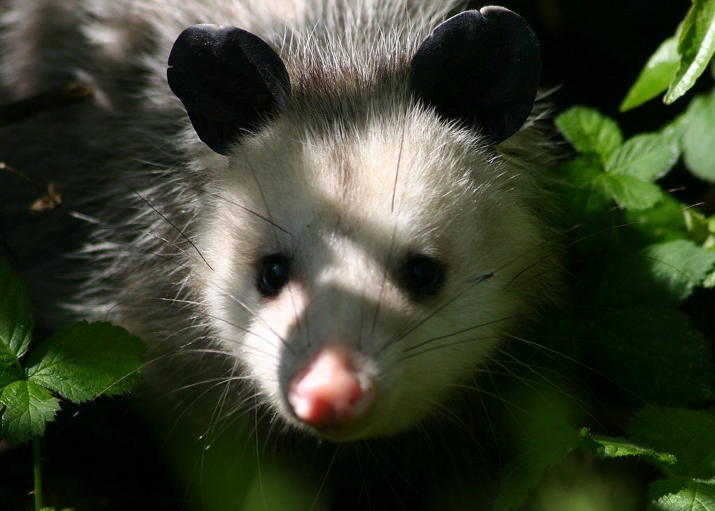 Didelphis virginiana Virginia Opossum.