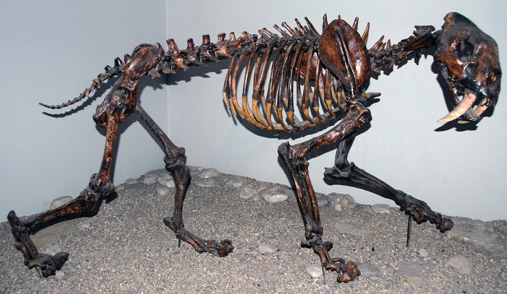 Smilodon, apex predators of prehistoric times