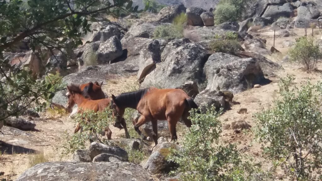 Rewildered Sorraia horses.