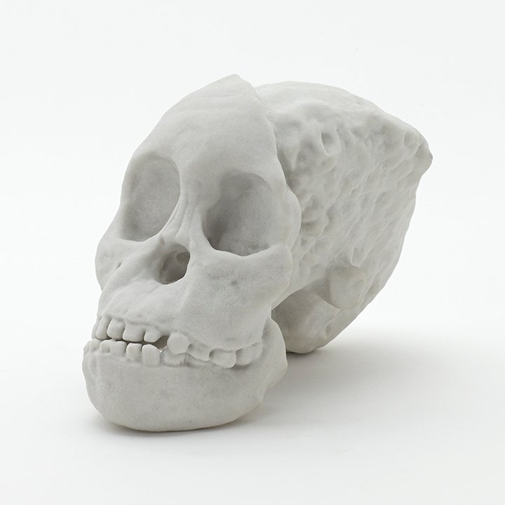 A high-end 3d print of the Taung Child Skull. 