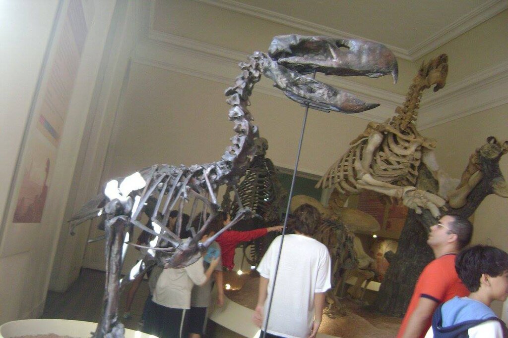 Megafauna extinct species