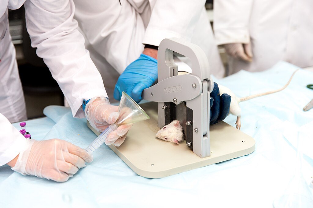 experiments on laboratory mice
