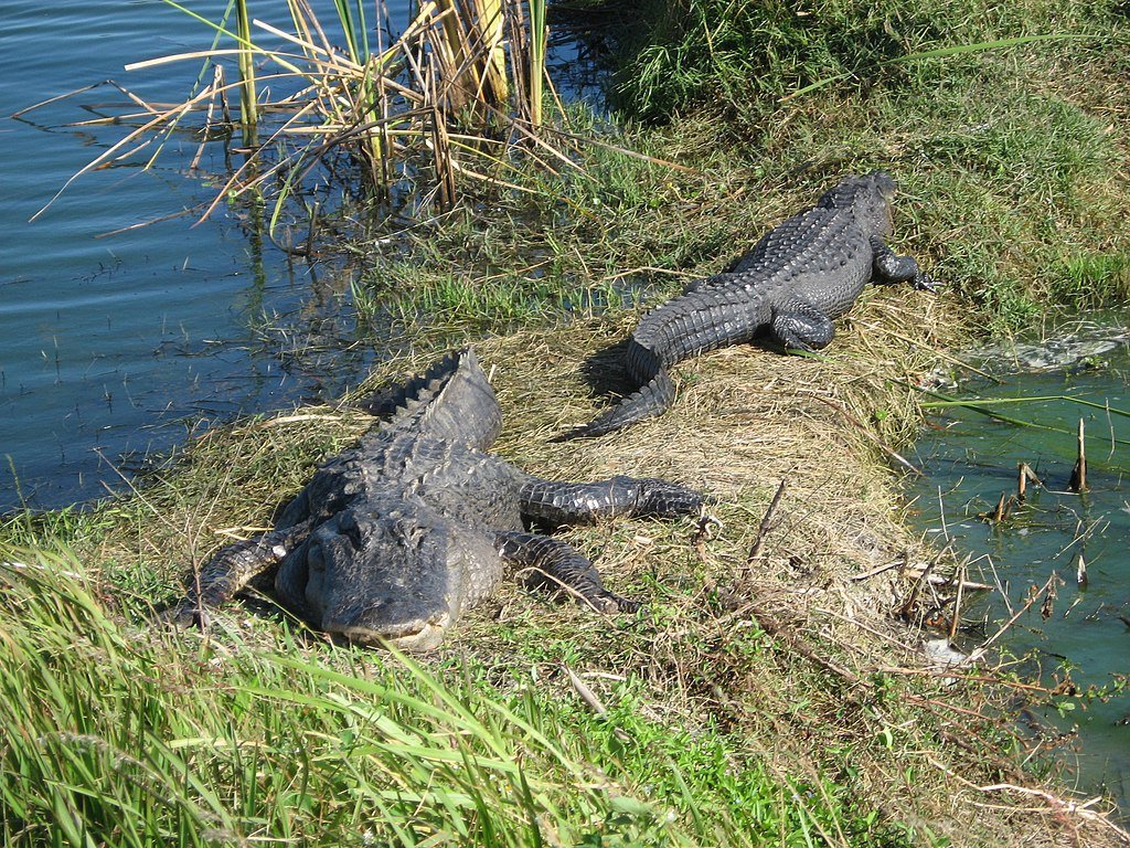 Alligator conservation