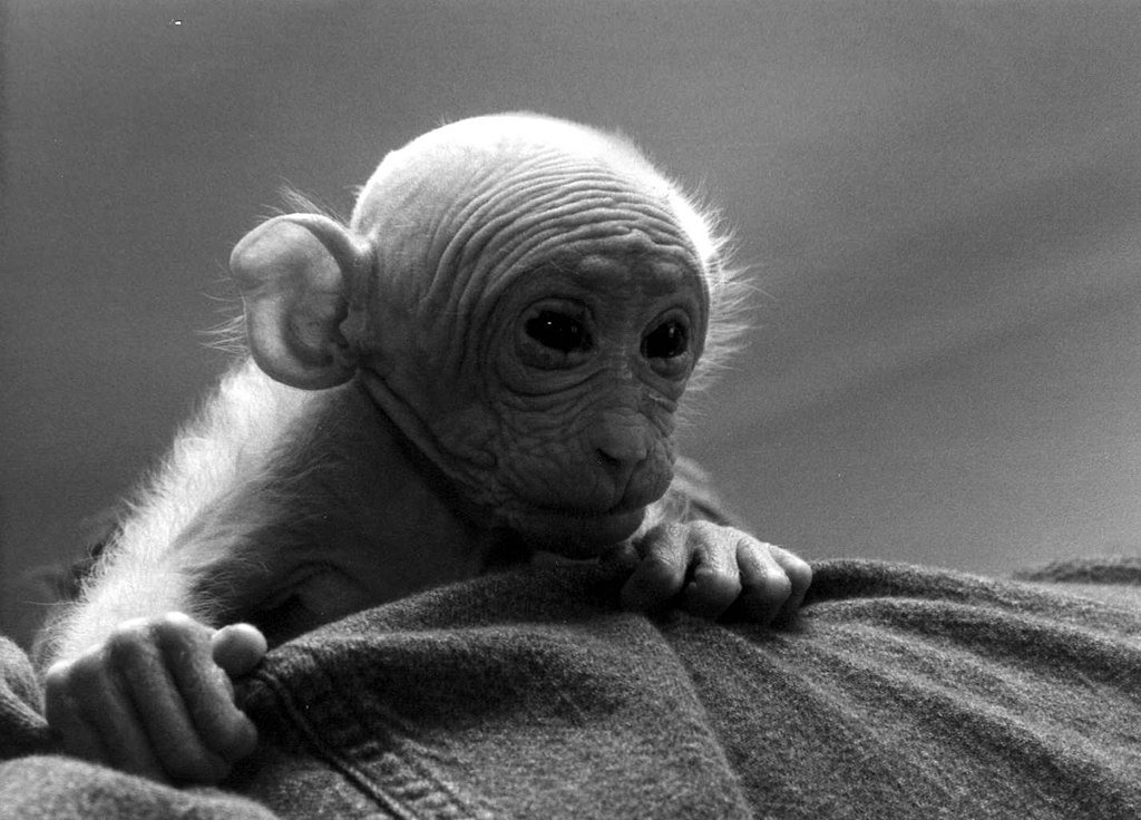 Laboratory monkey