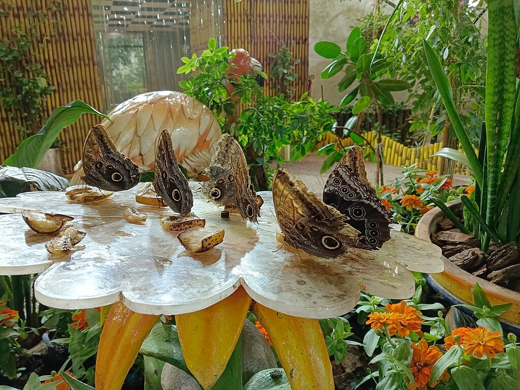Butterfly garden