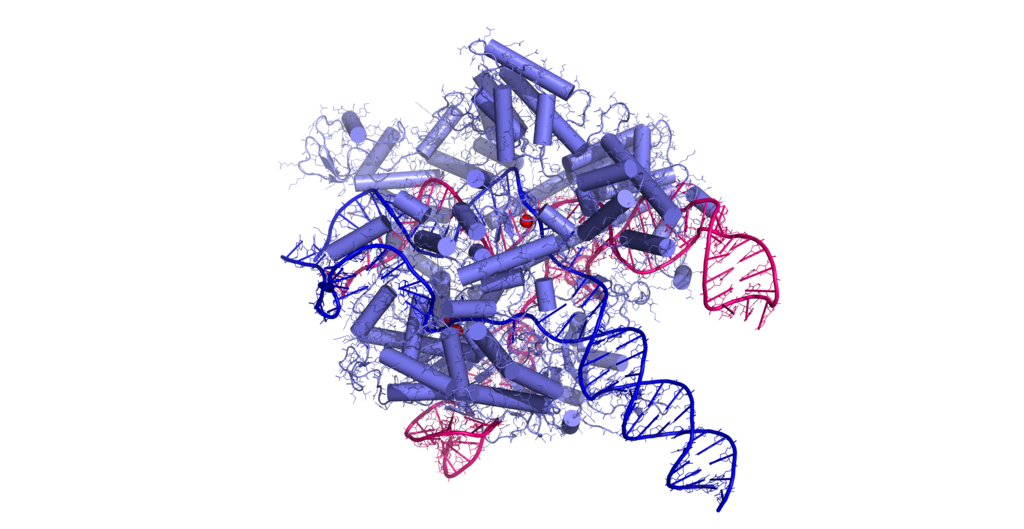 CRISPR, genome editing