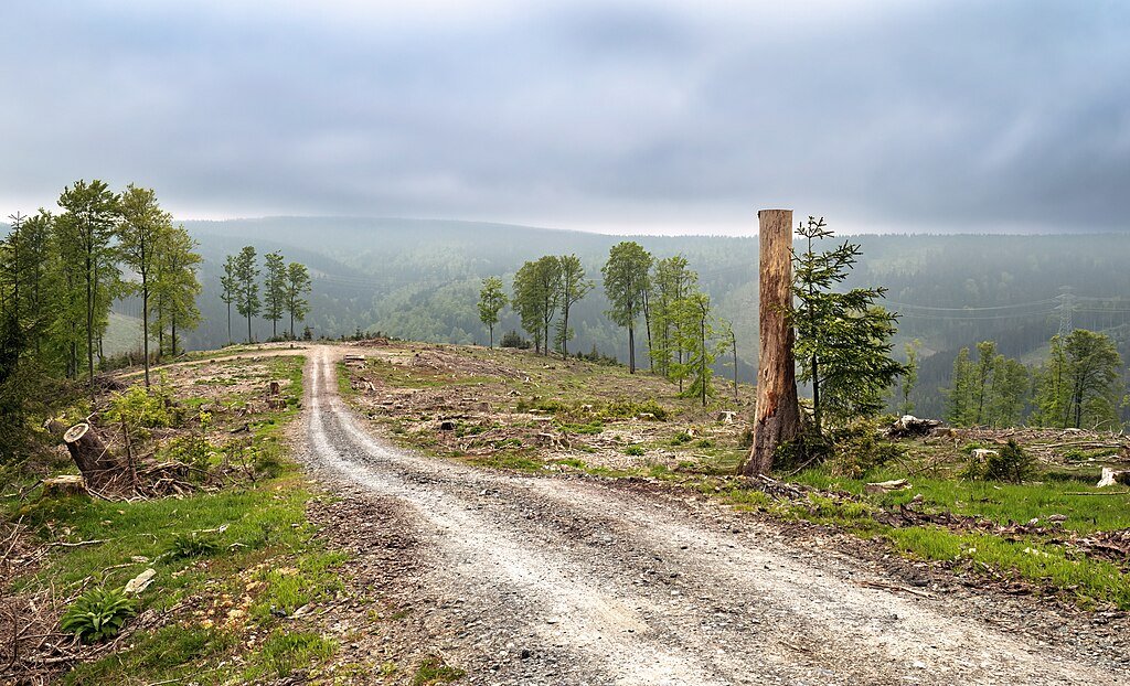 Deforestation
