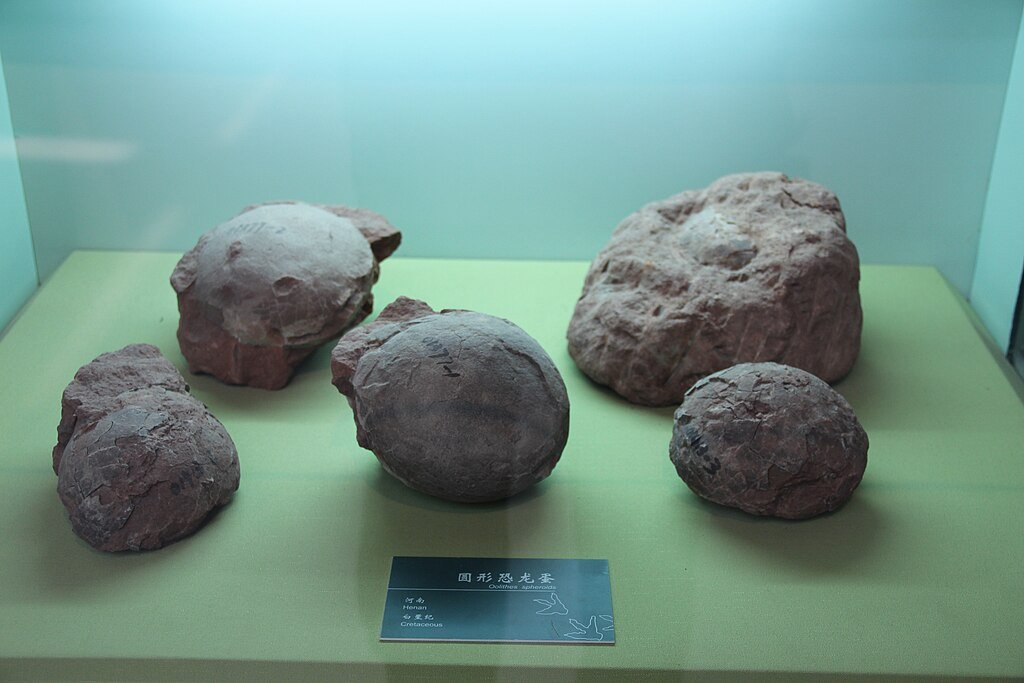 Fossils of Dinosaur Eggs