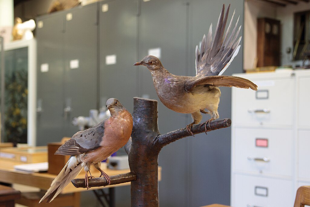 Extinct species, passenger pigeon