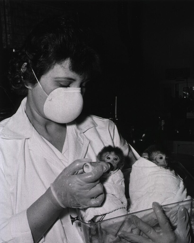 Monkey organ transplant