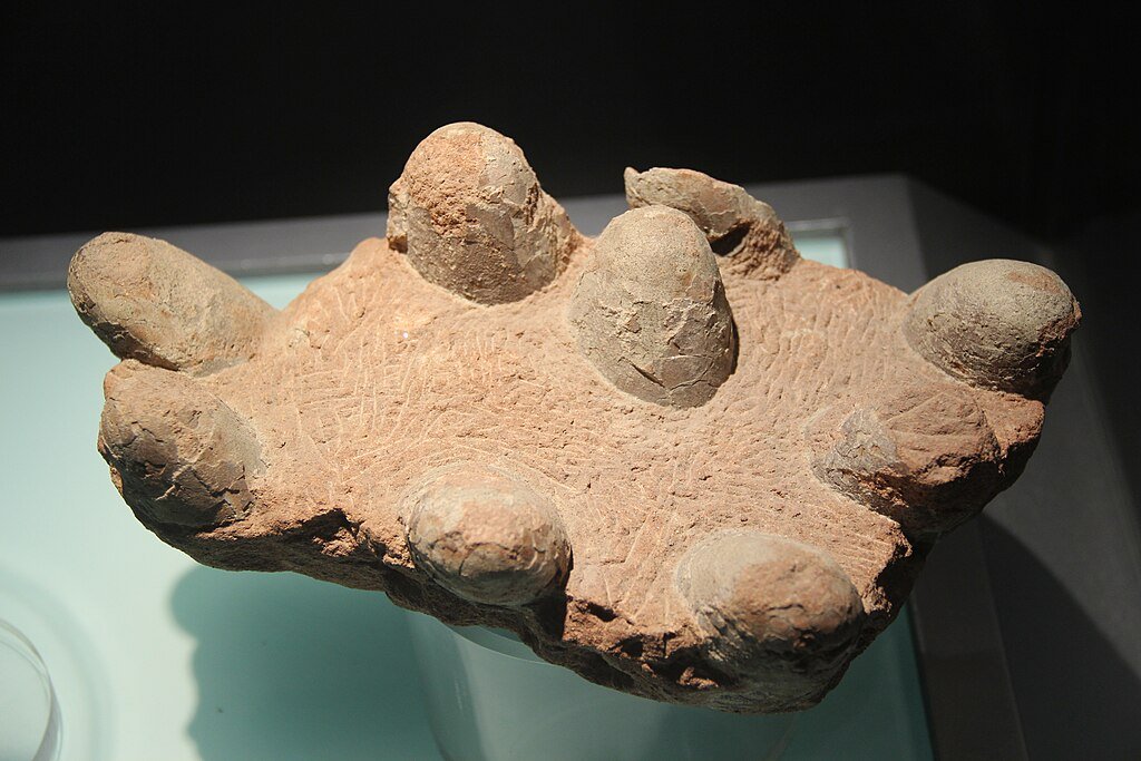 Fossil Dinosaur Eggs