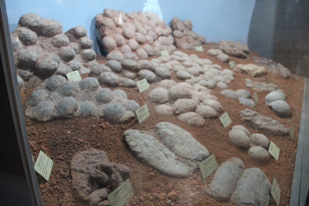 Fossil Dinosaur Eggs