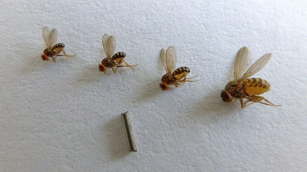 Fruit flies animal evolution