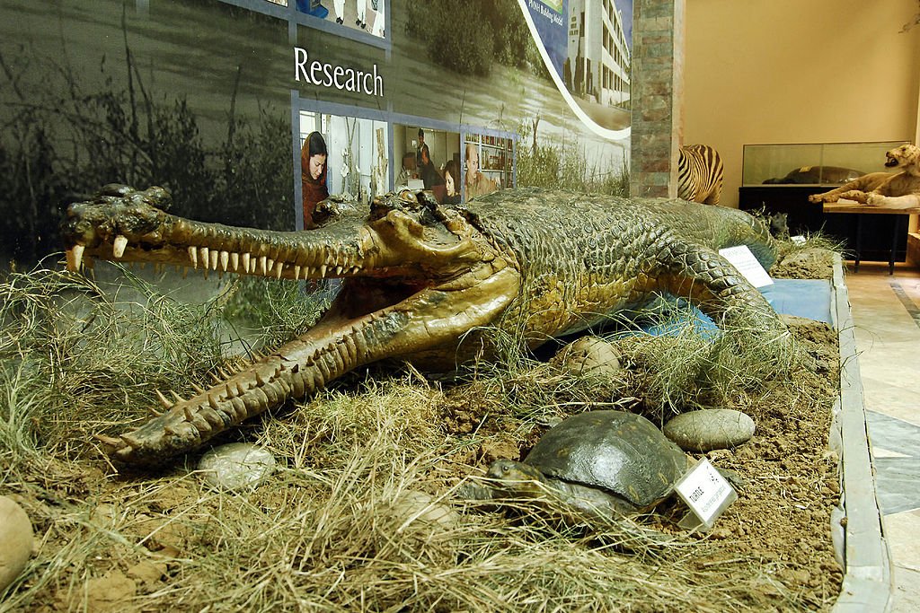 Extinct species