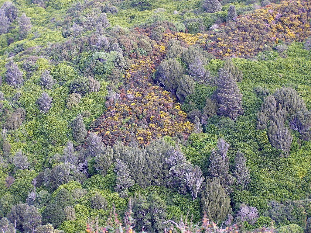 New Zealand Predator-Free 2050