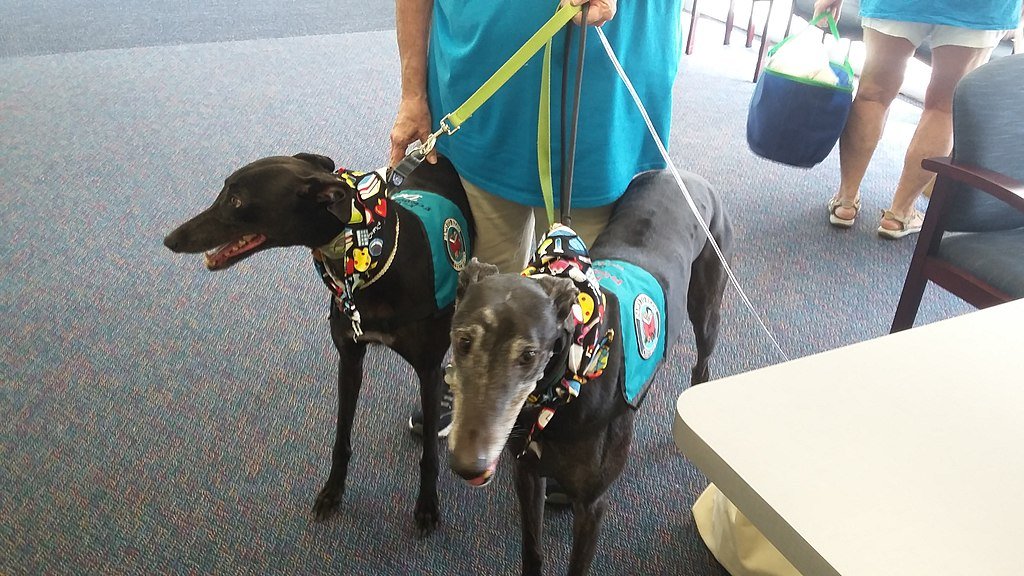 Therapy dogs