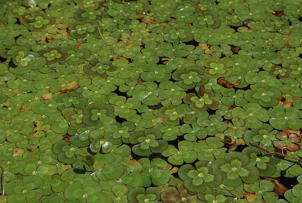 Invasive aquatic plant, invasive species