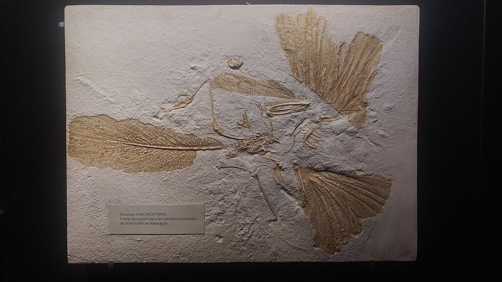 Archaeopteryx extinct species