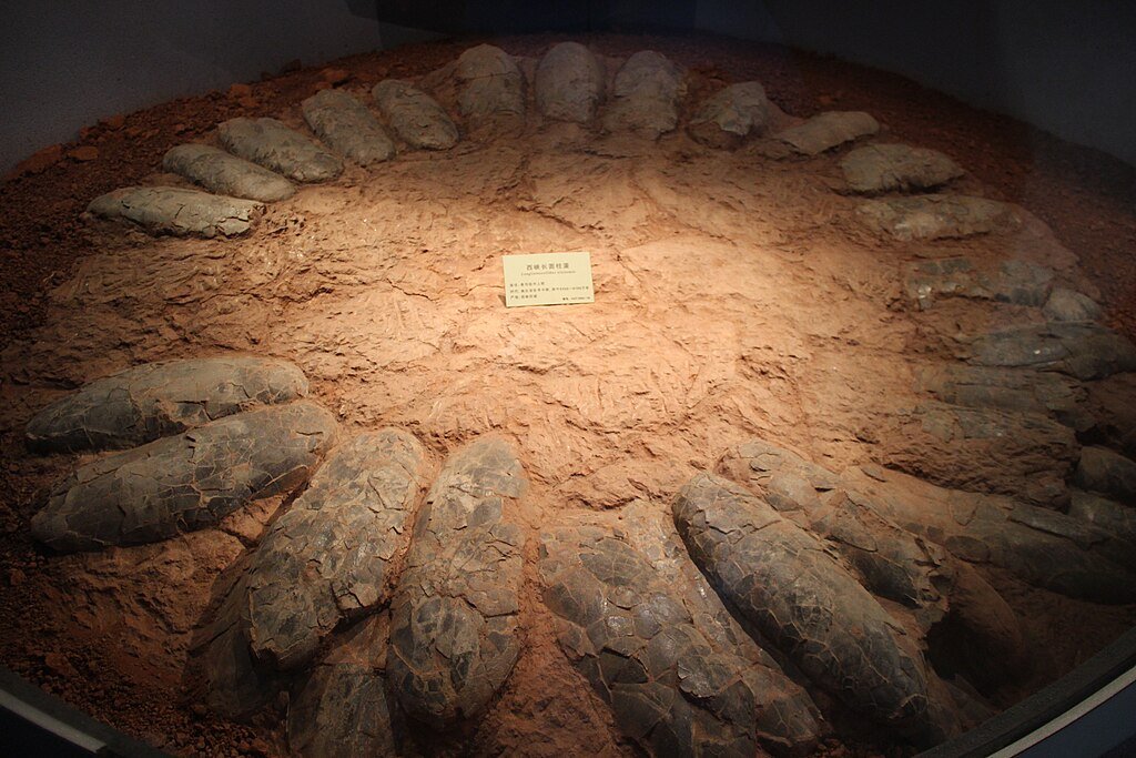 Macroelongatoolithus nest