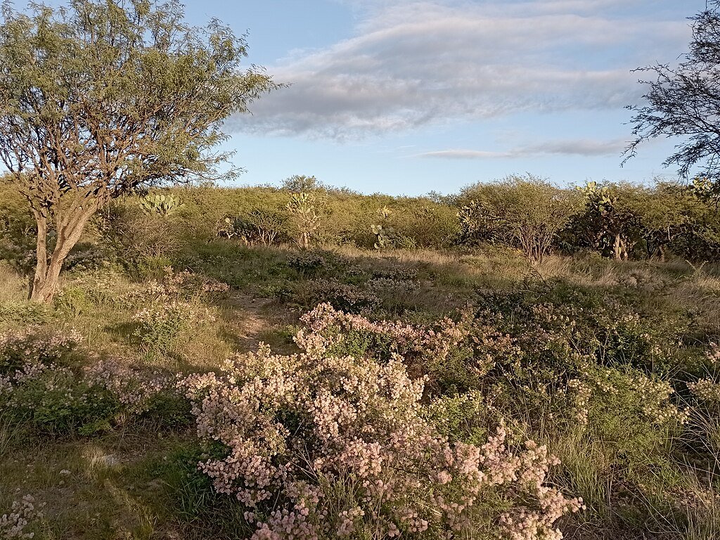 Xeric Shrubland ecosystem