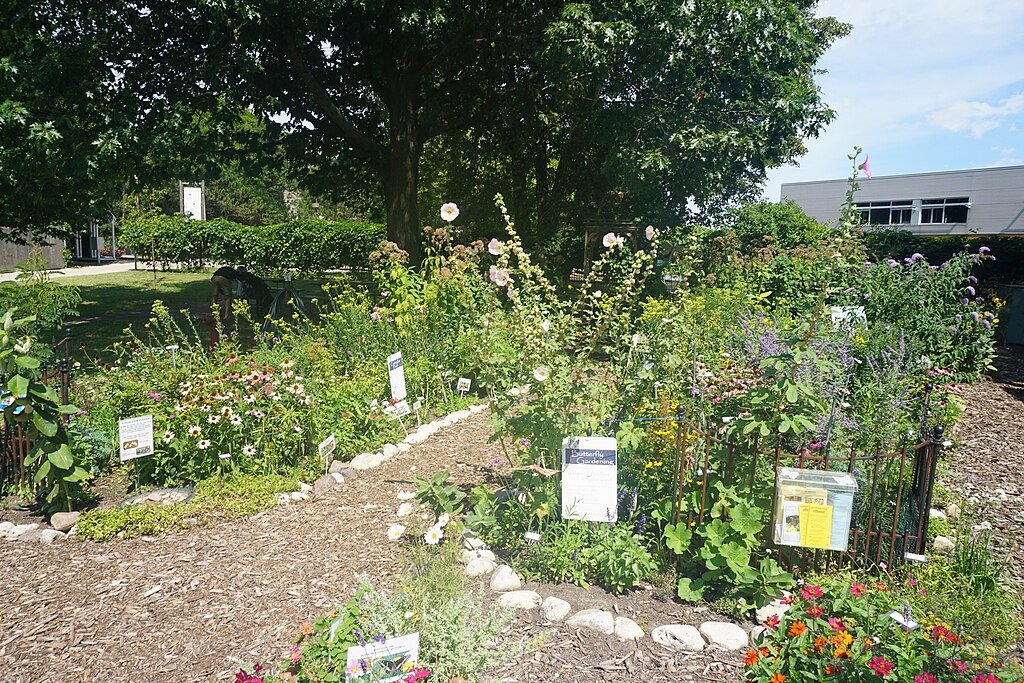 How to build a butterfly garden
