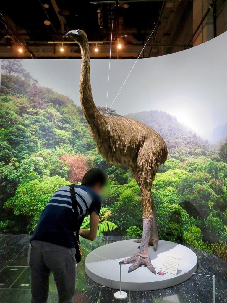 The Moa and Haast’s Eagle