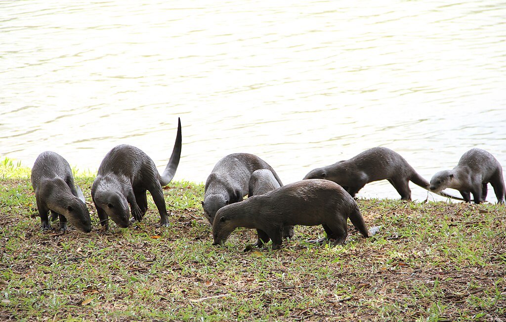 Singapore urban wildlife