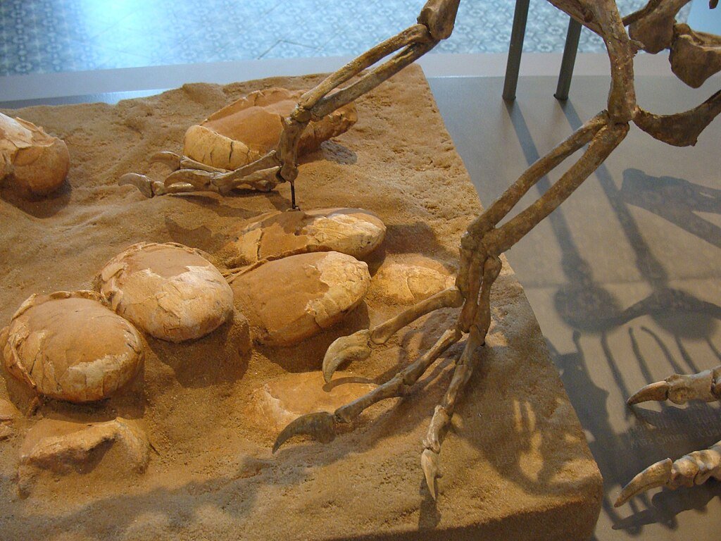 Dinosaur eggs.
