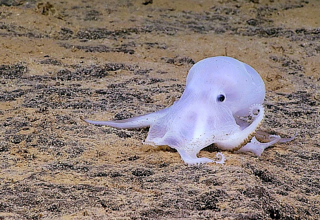 Ghost Octopus